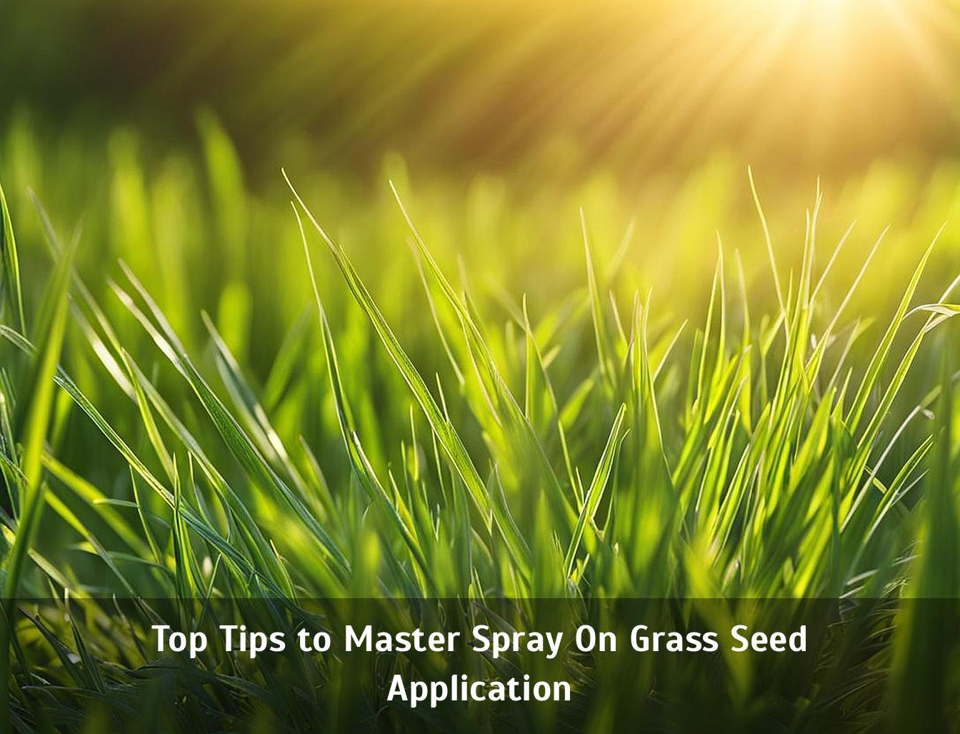 Top Tips to Master Spray On Grass Seed Application Corley Designs